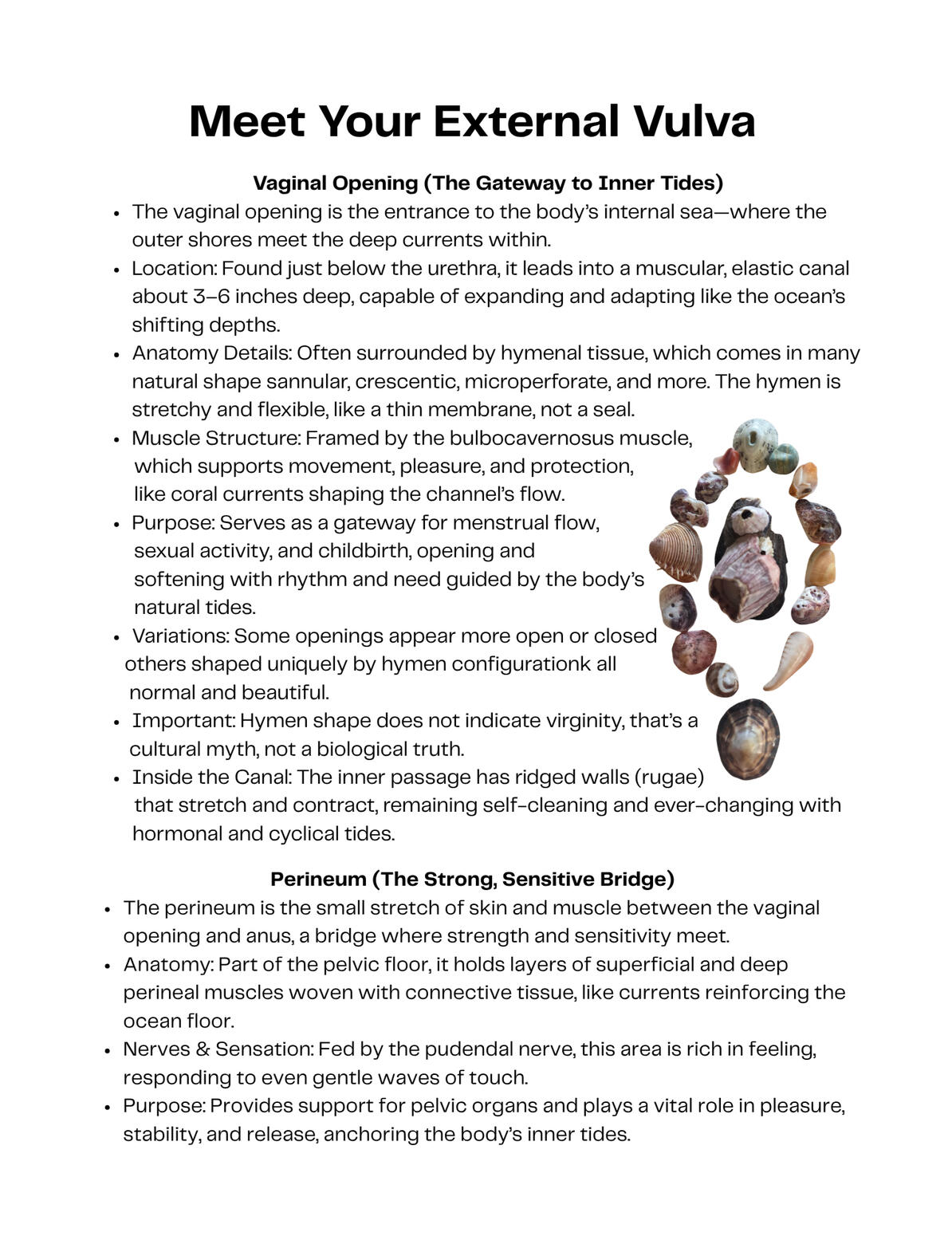 Anatomy with a touch of ocean